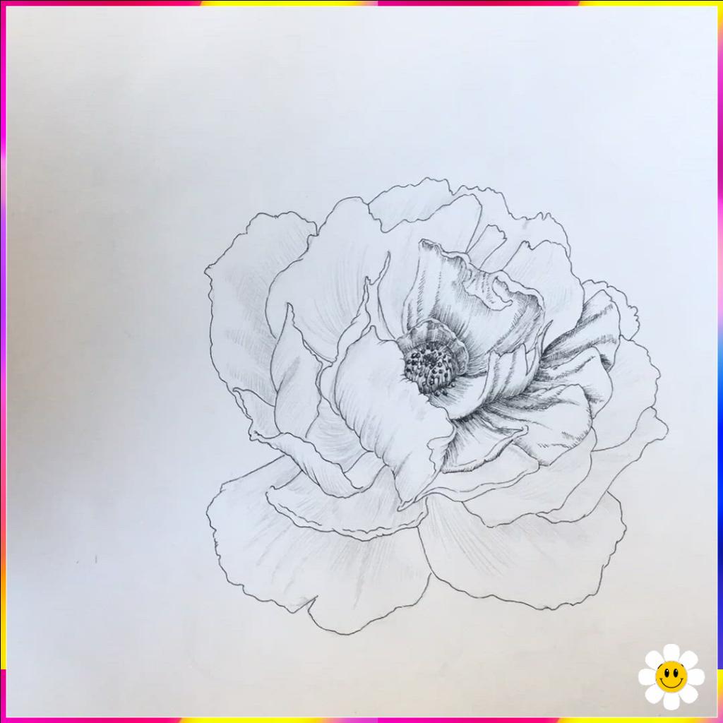 drawing of flower
