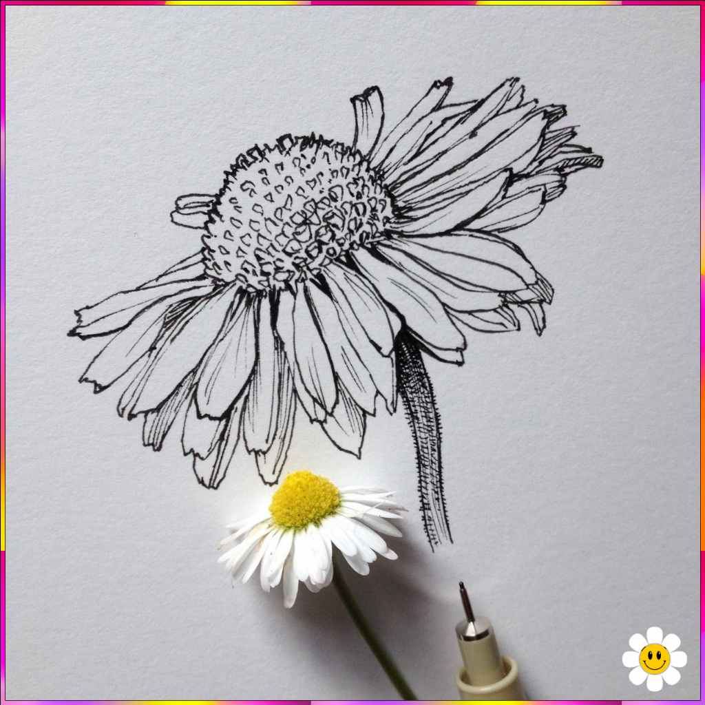 real life flower sketch drawing