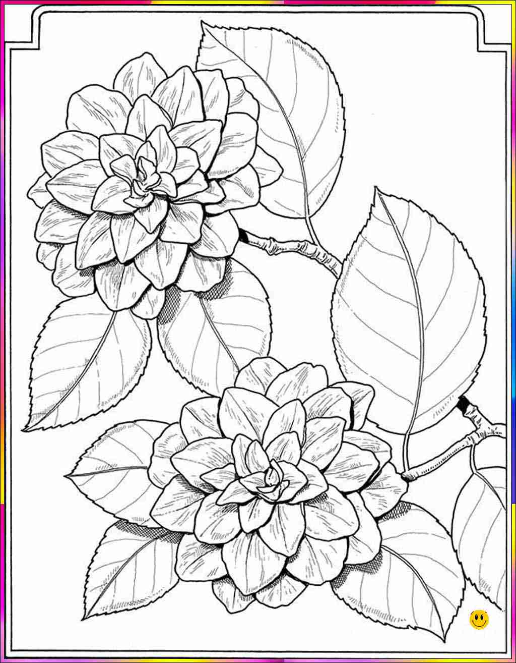 flower pencil drawing
