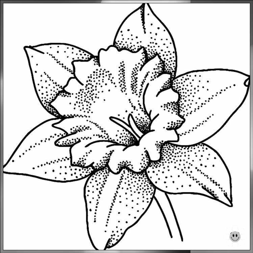 realistic flower drawing
