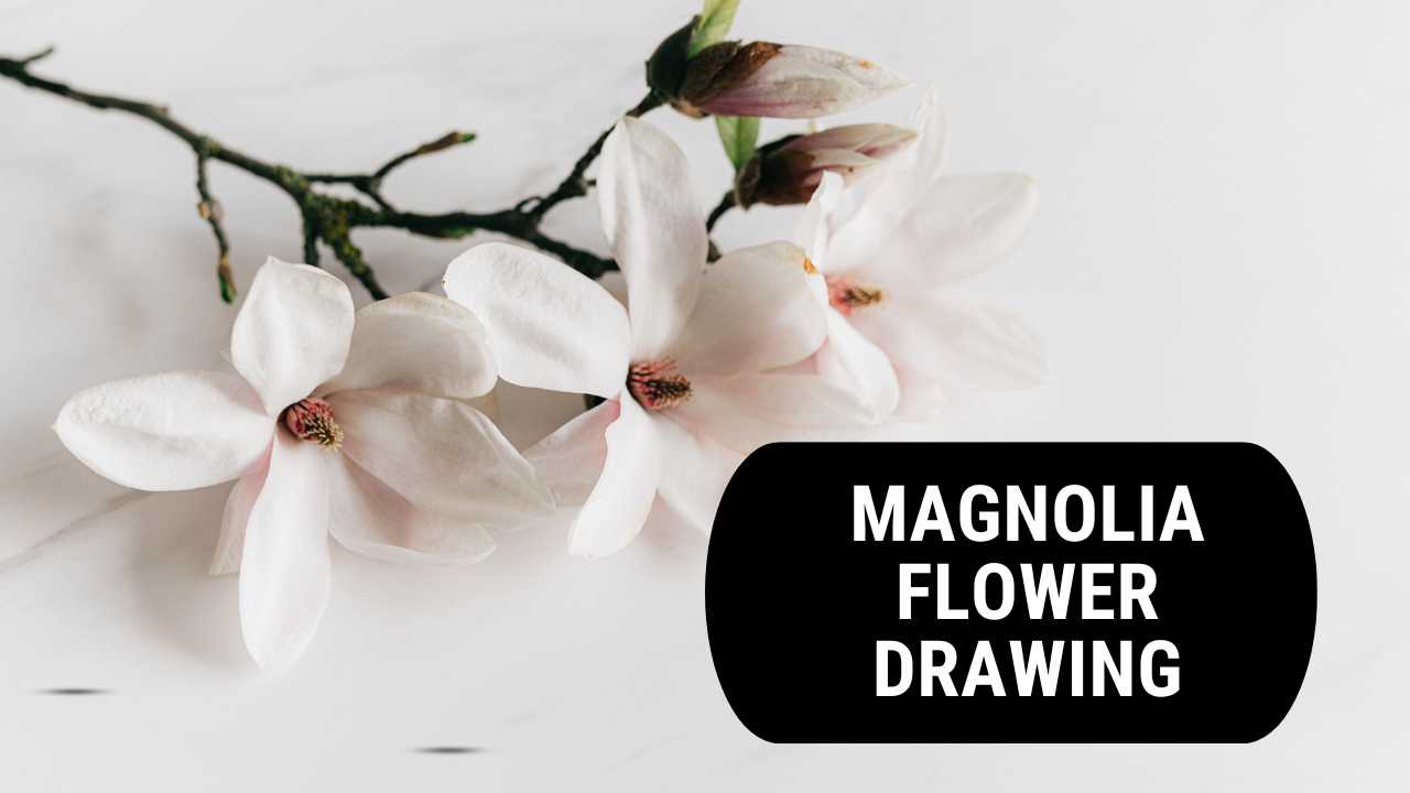 Magnolia flower drawing