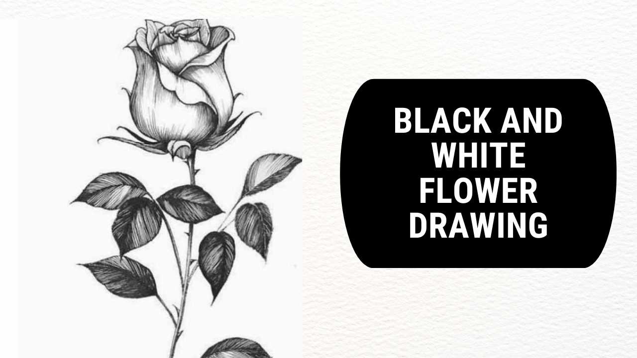 Black and White flower Drawing