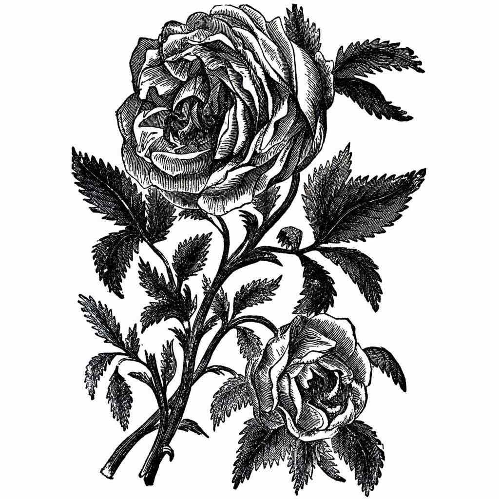 vintage flower drawing black and white
