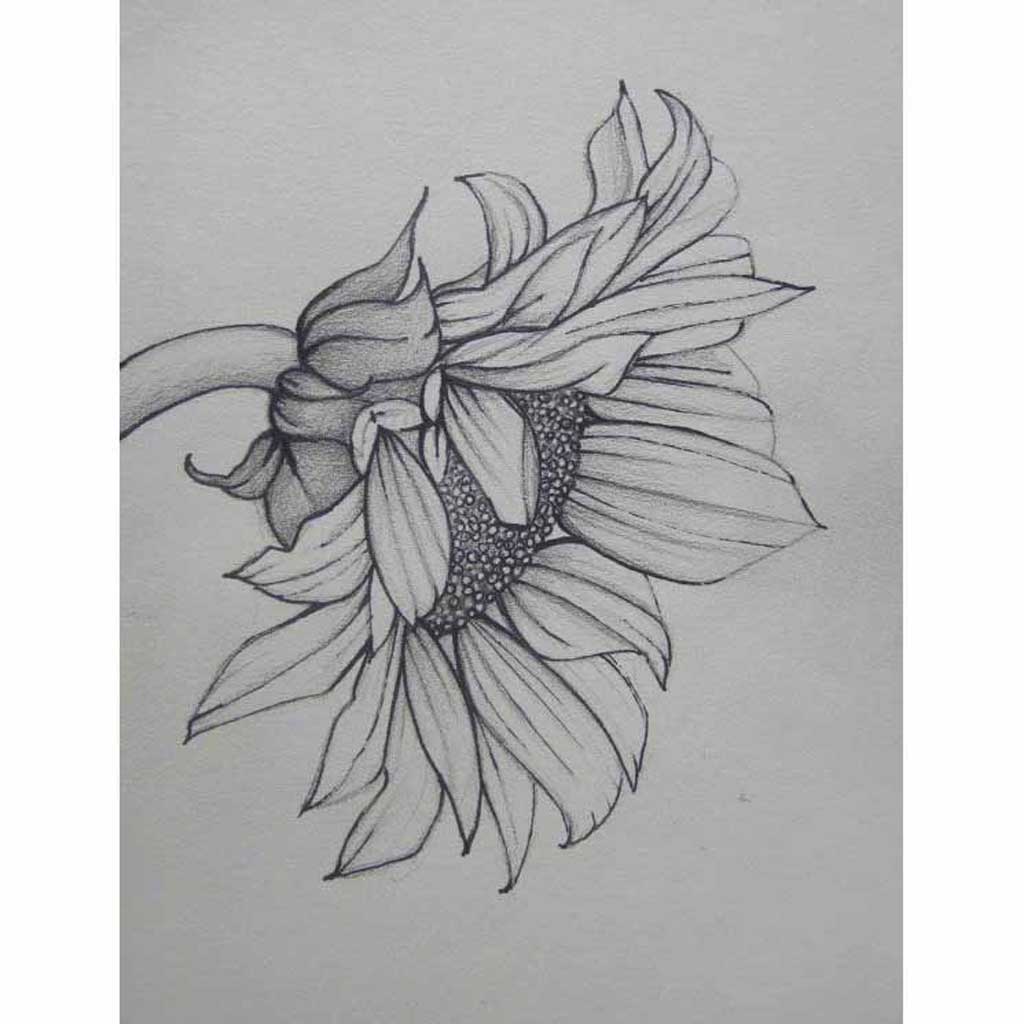 lotus flower drawing black and white
