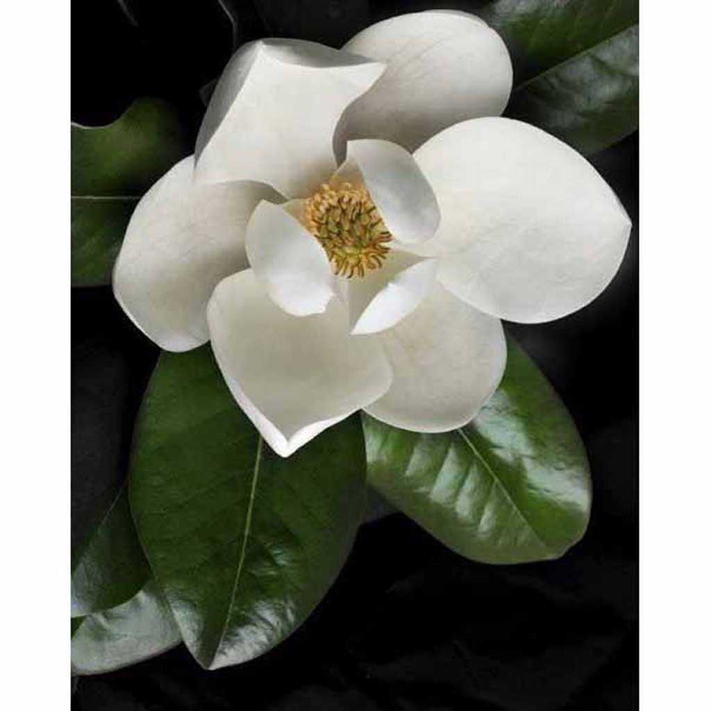magnolia flower draw