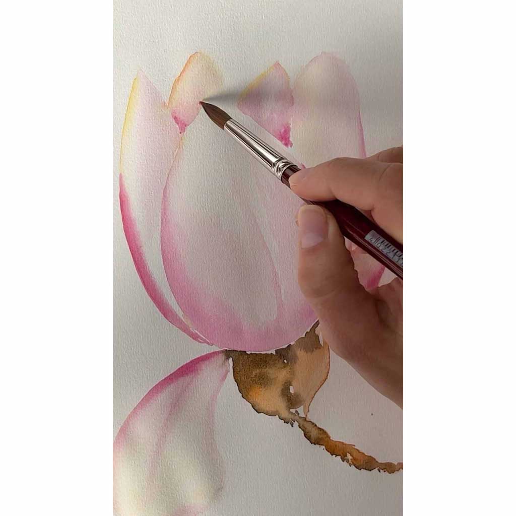 magnolia drawing botanical