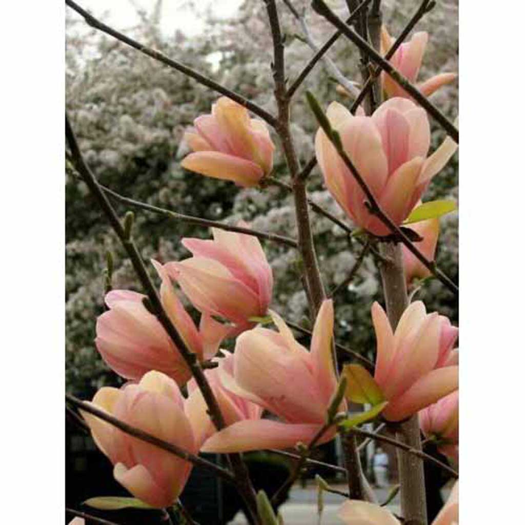 magnolia blossoms drawing