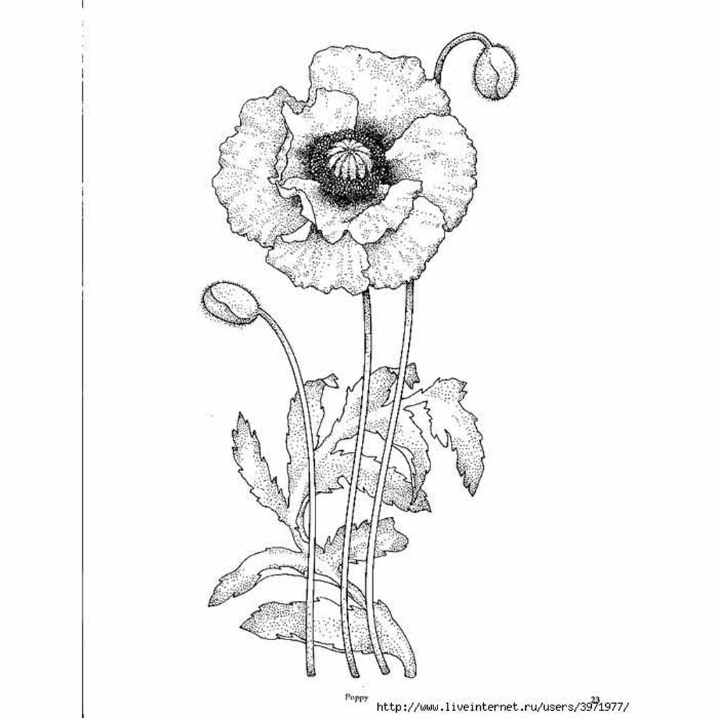 black and white flower line drawings
