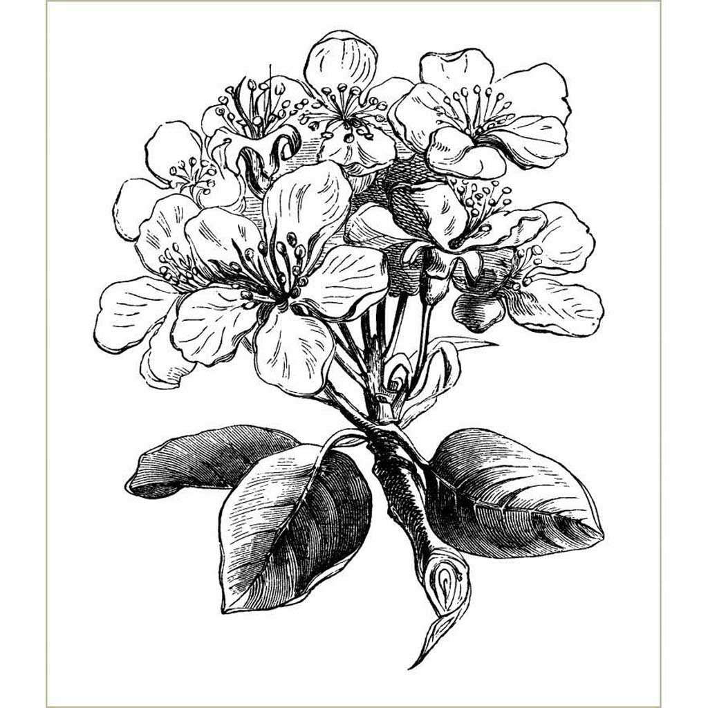 black and white flower line drawing
