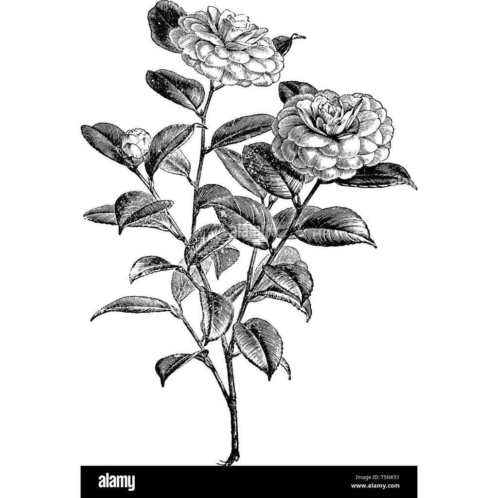 black and white aesthetic flower drawing
