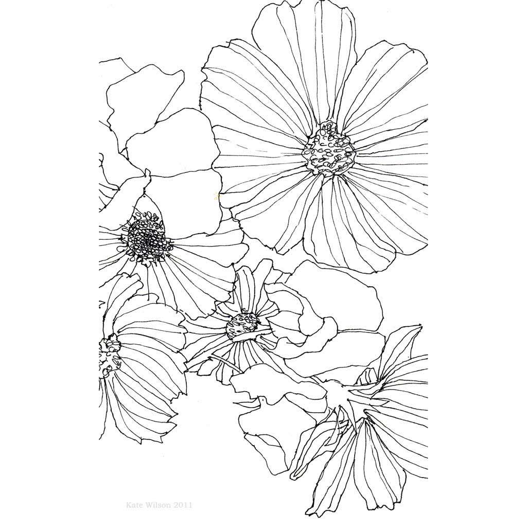 black and white botanical flower drawings

