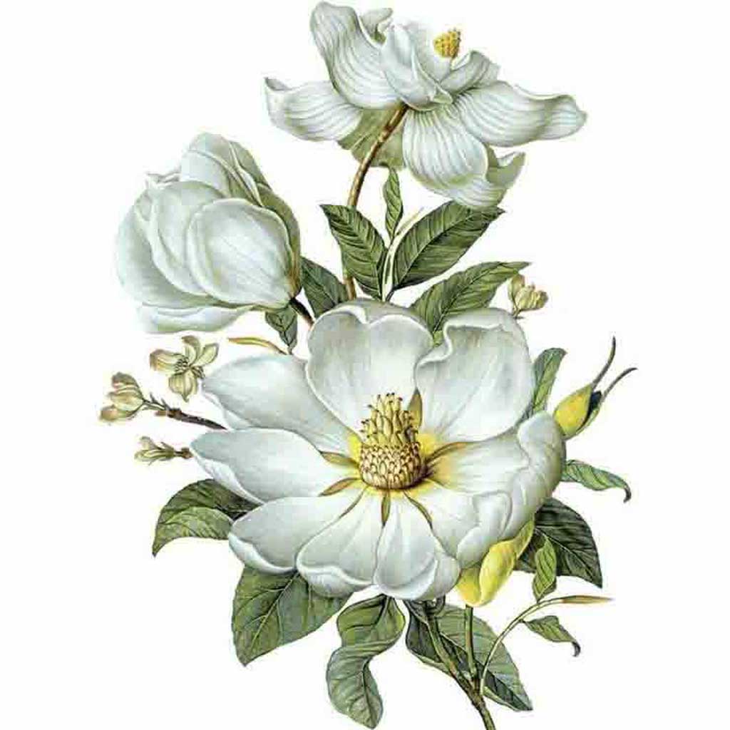 botanical drawing of magnolia