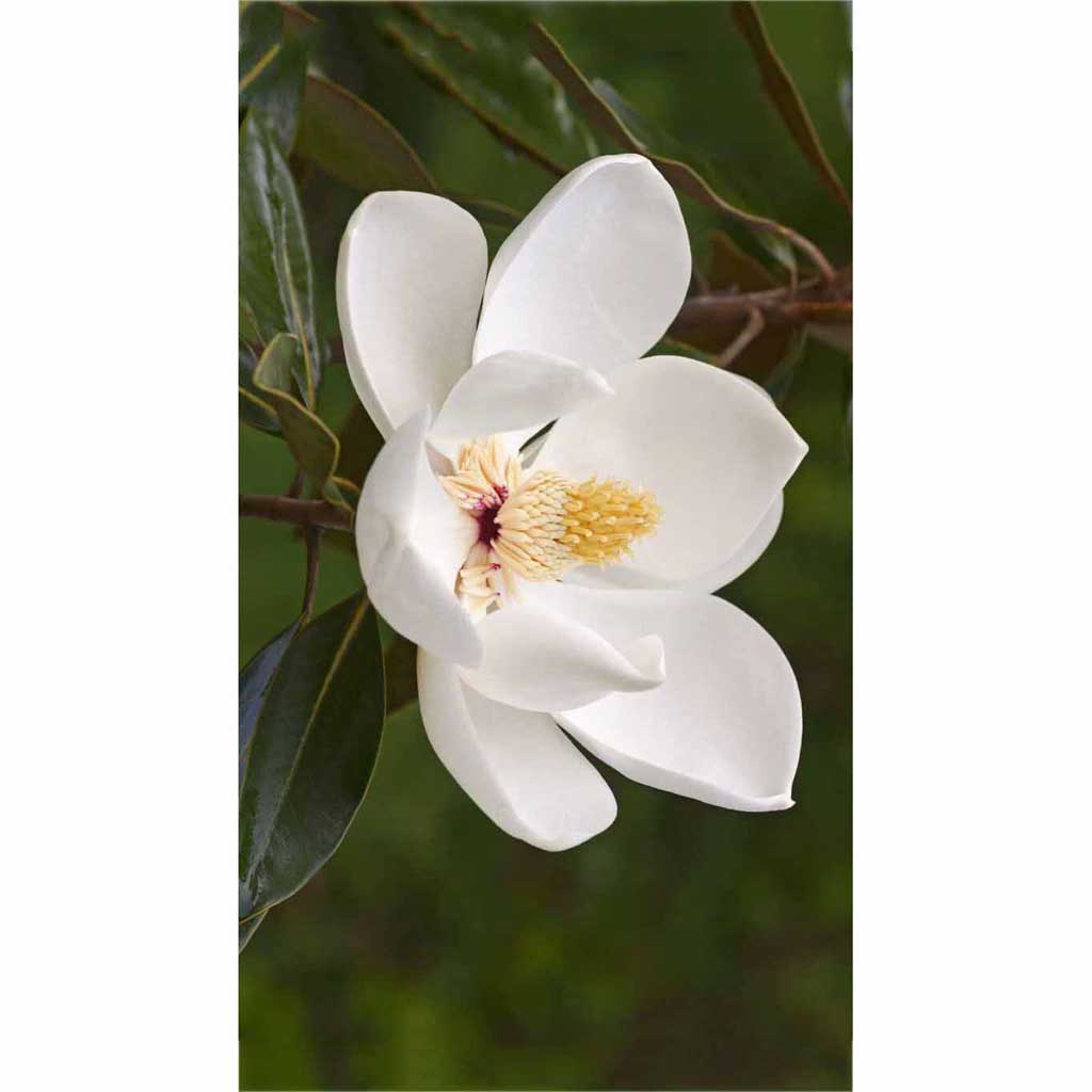 magnolia draw