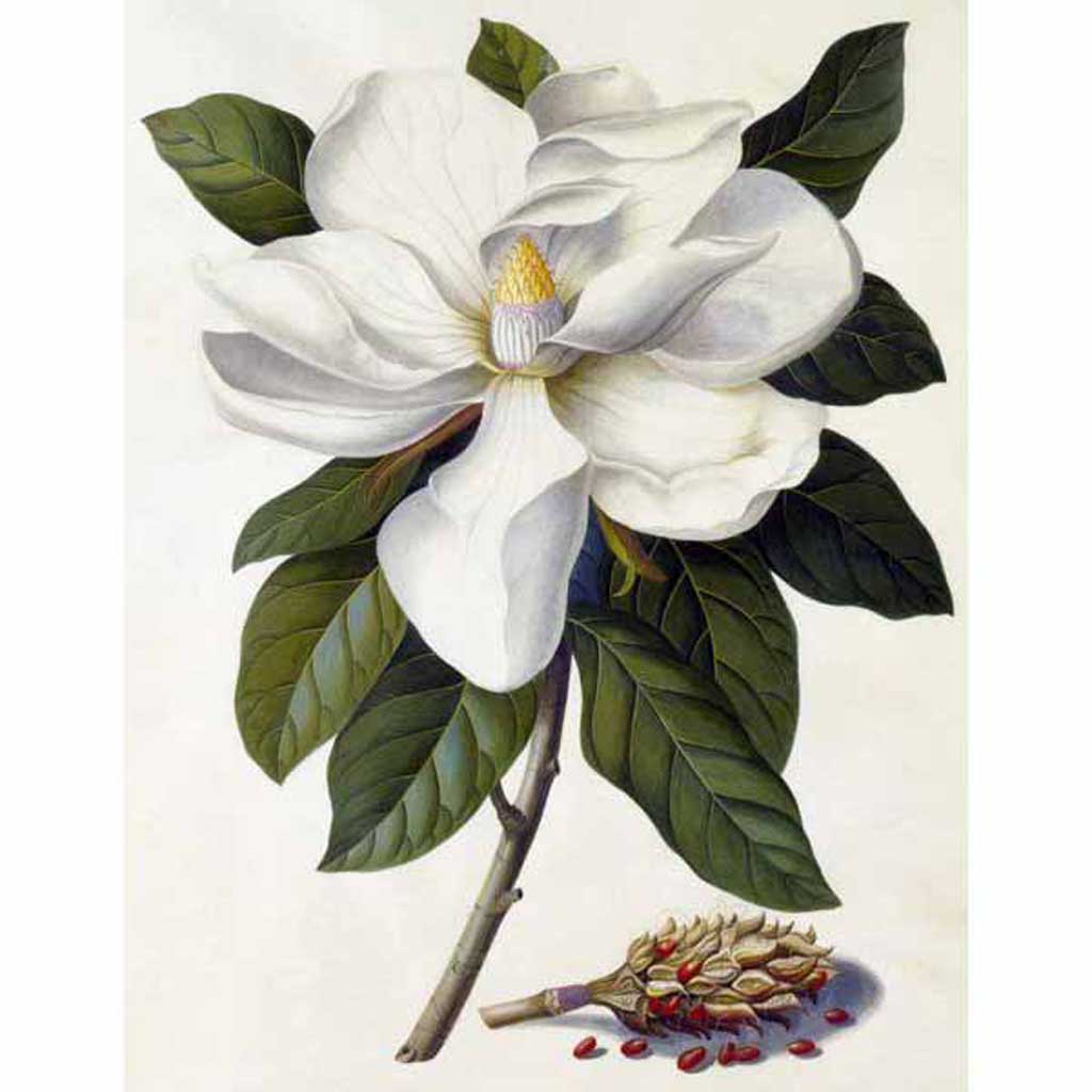 botanical drawing magnolia