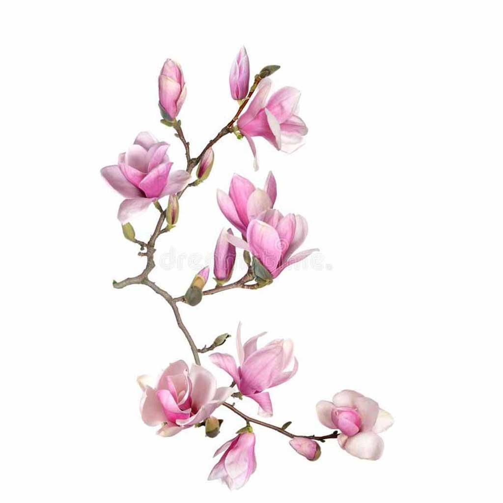 magnolia flower drawing easy