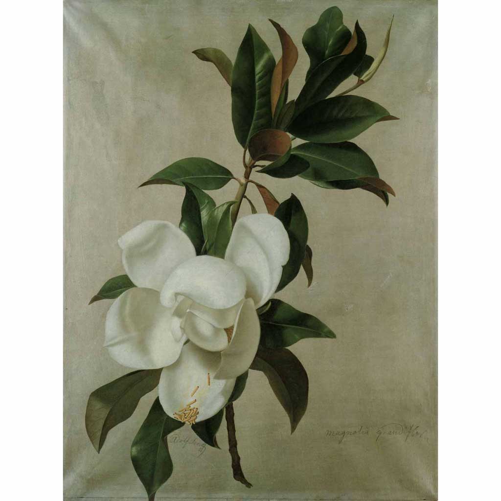 magnolia flowers large drawing