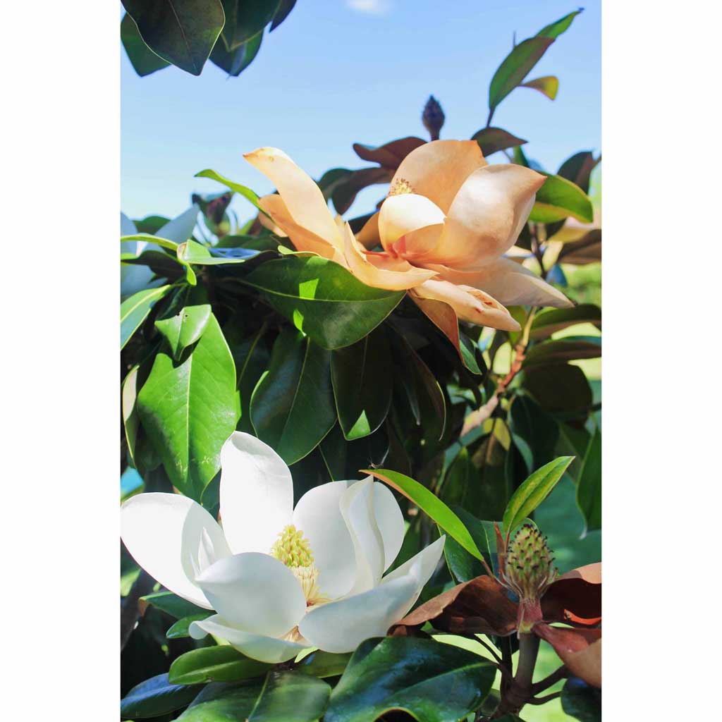 magnolia grandflora drawing