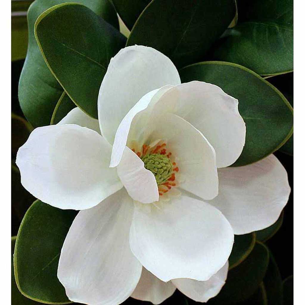 magnolia flower drawing clipart