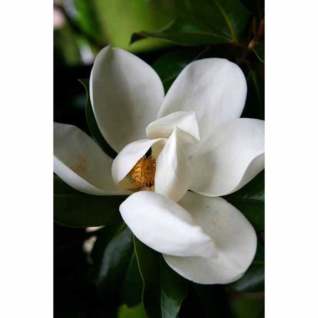magnolia drawing simple
