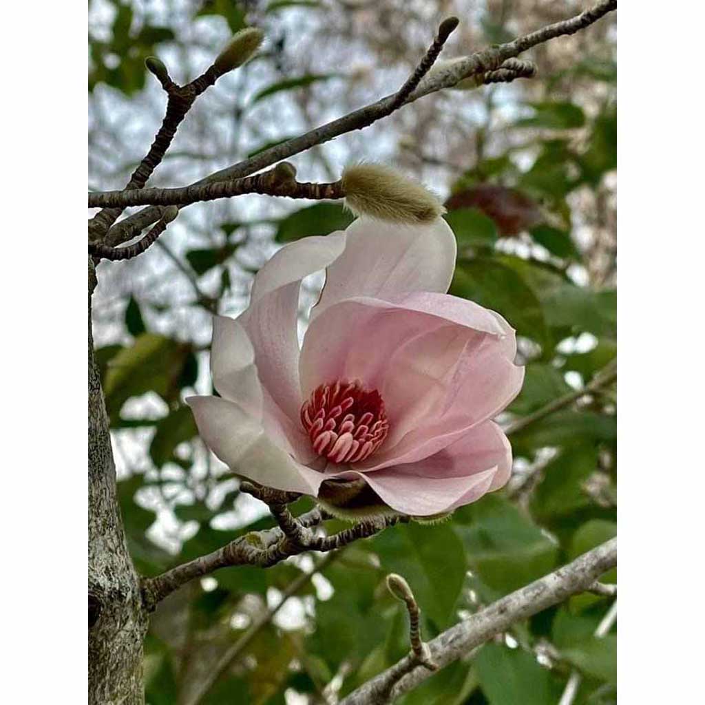 magnolia drawing print