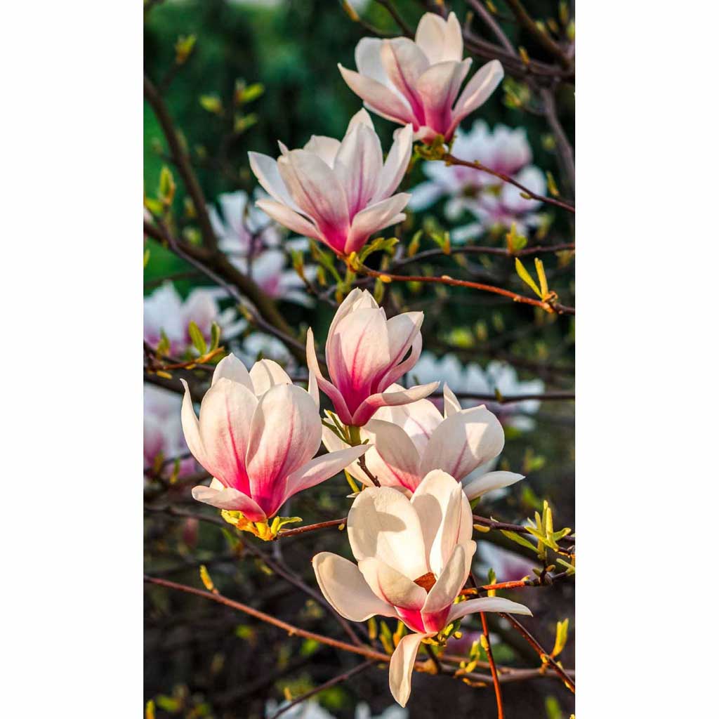 magnolia drawing pink