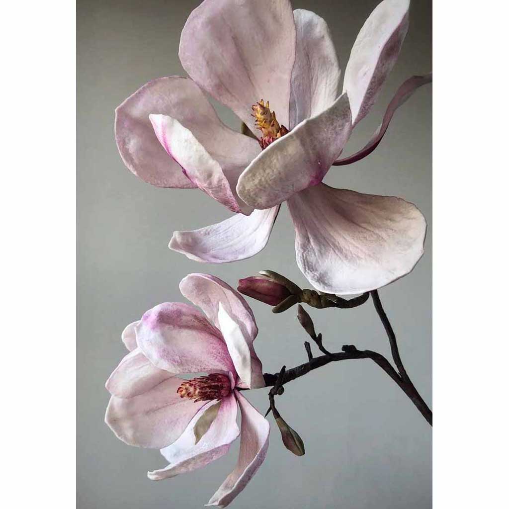 magnolia drawing botanical