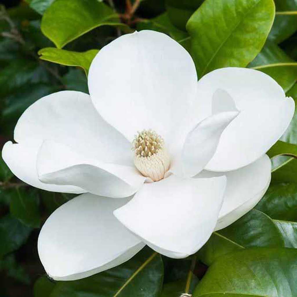 drawing of magnolia flower