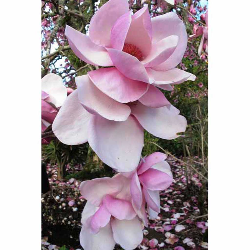 easy draw magnolia