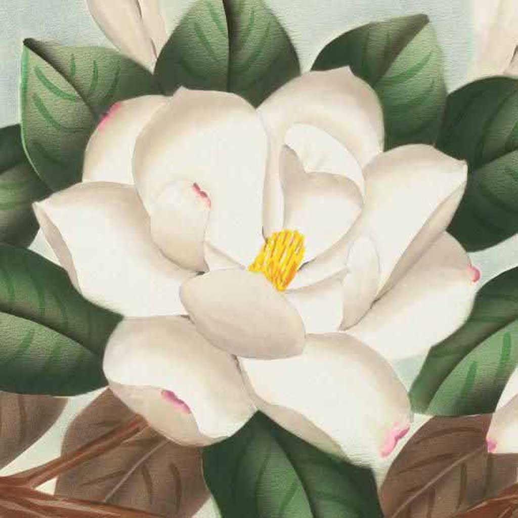 botanical drawing magnolia pod