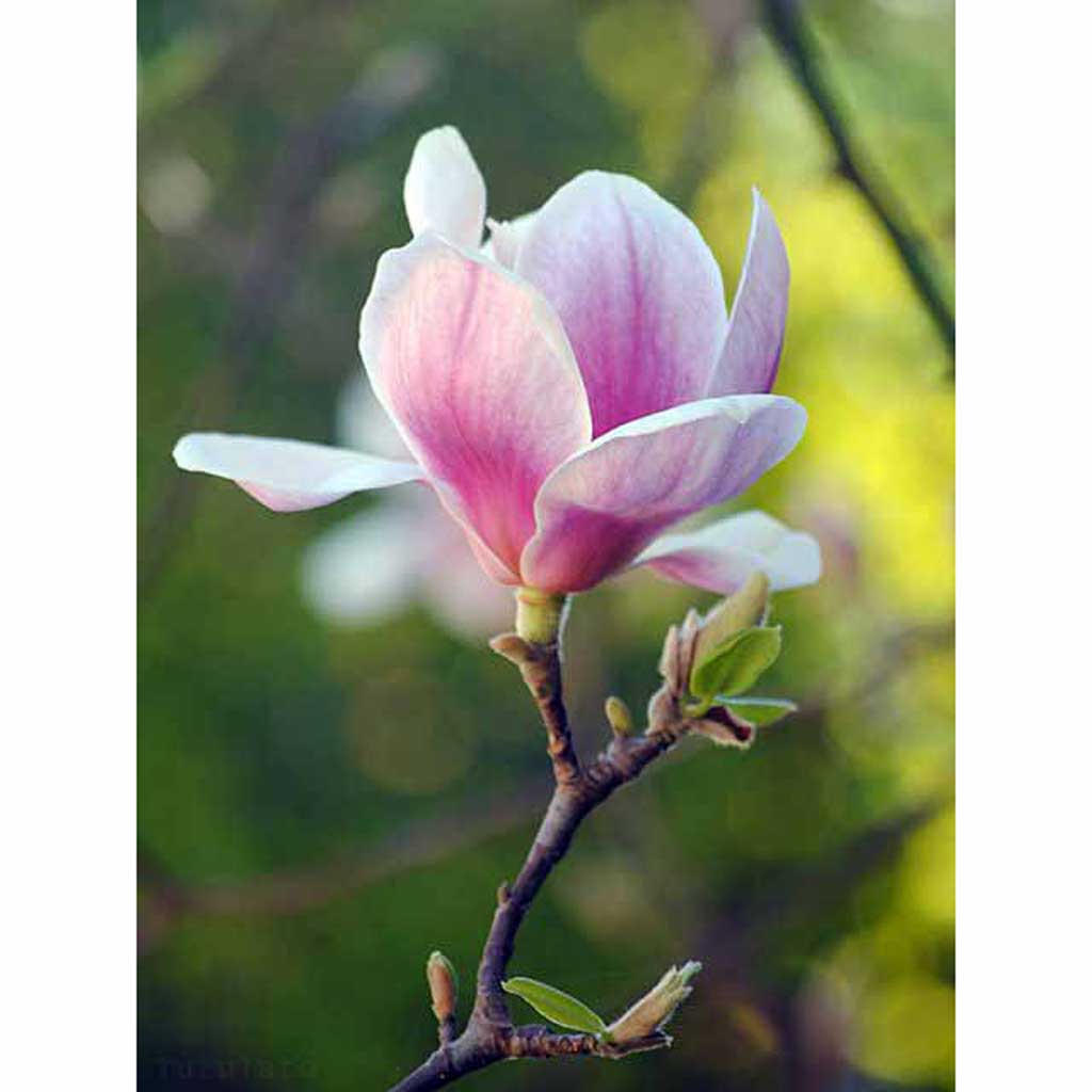 magnolia flower outline drawing