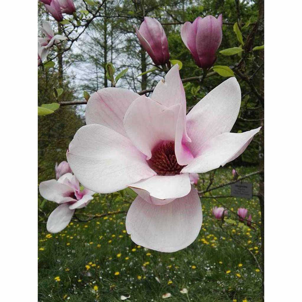draw magnolia flower