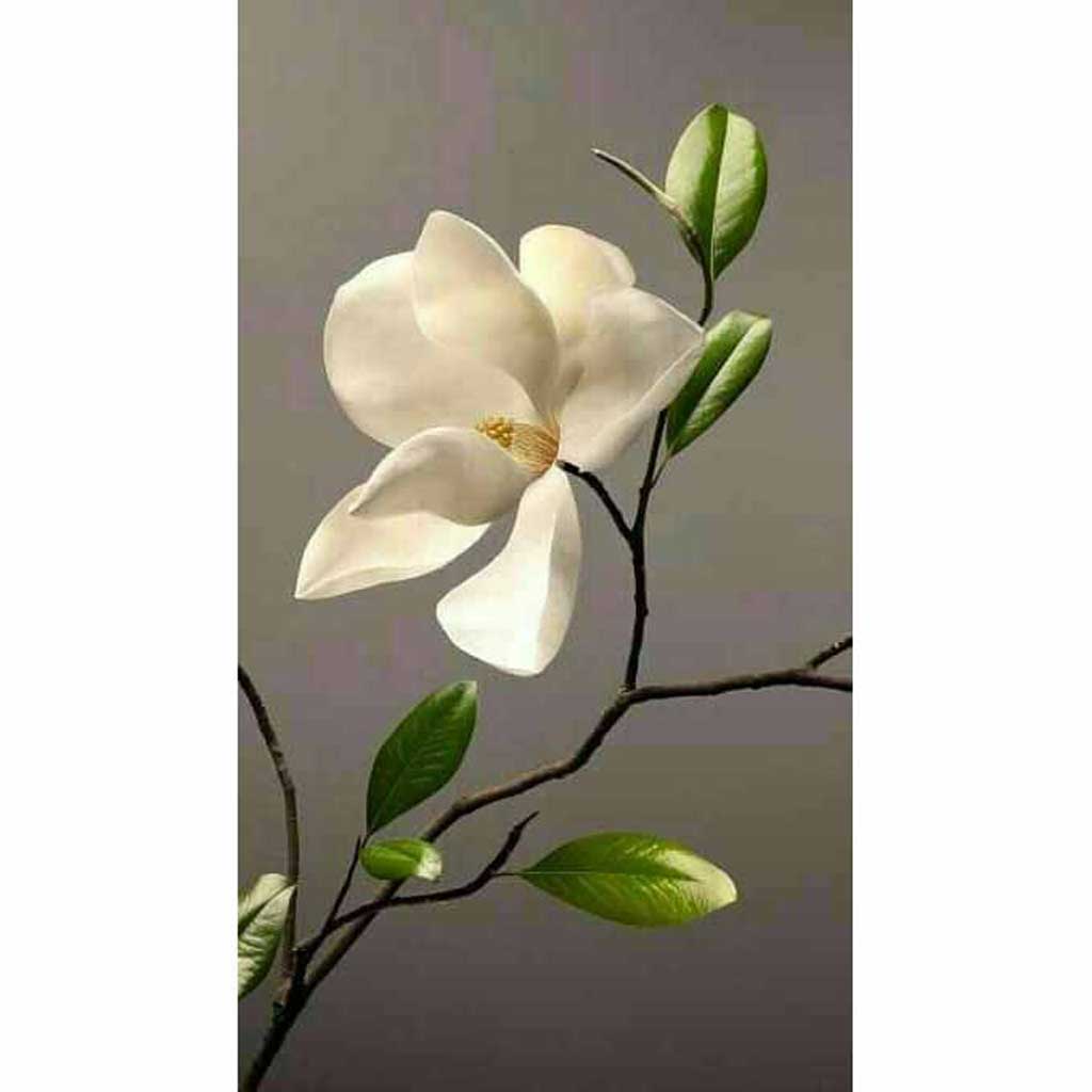 magnolia leaf drawing