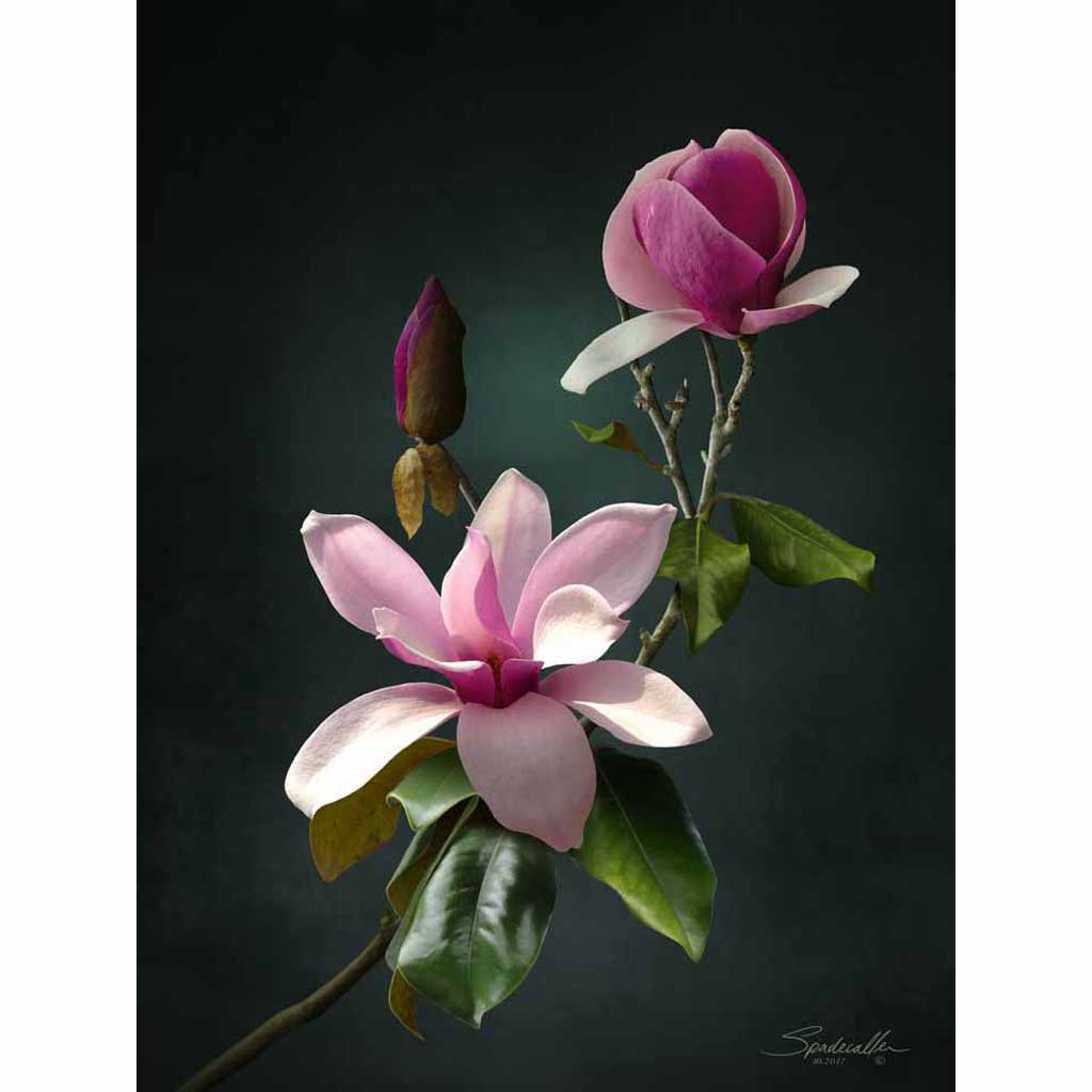 magnolia flower drawings