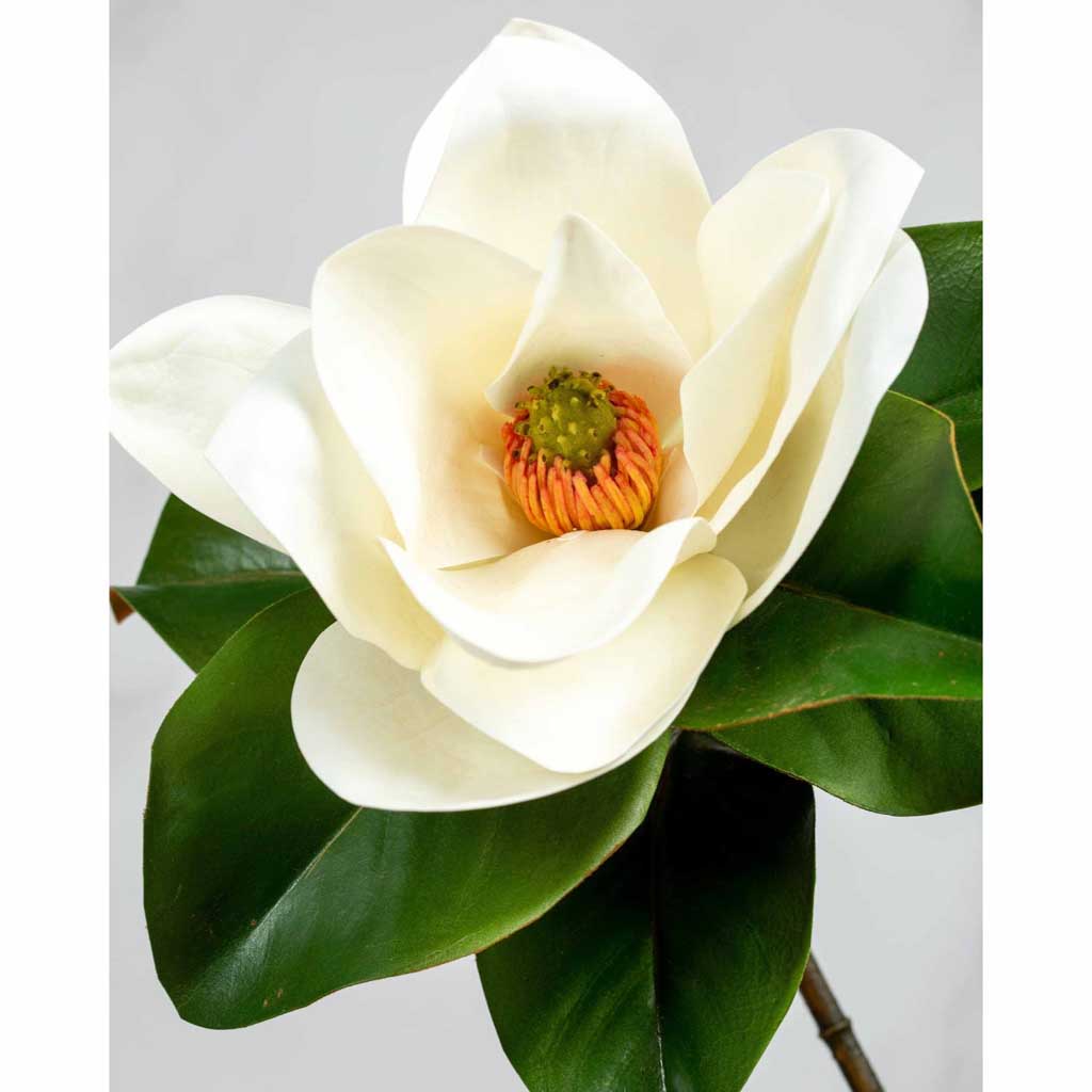 magnolia draw