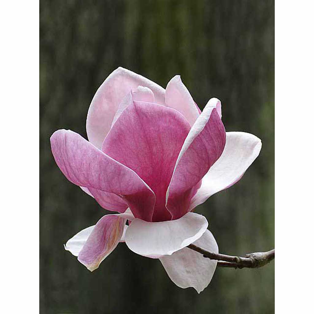 magnolia drawing easy