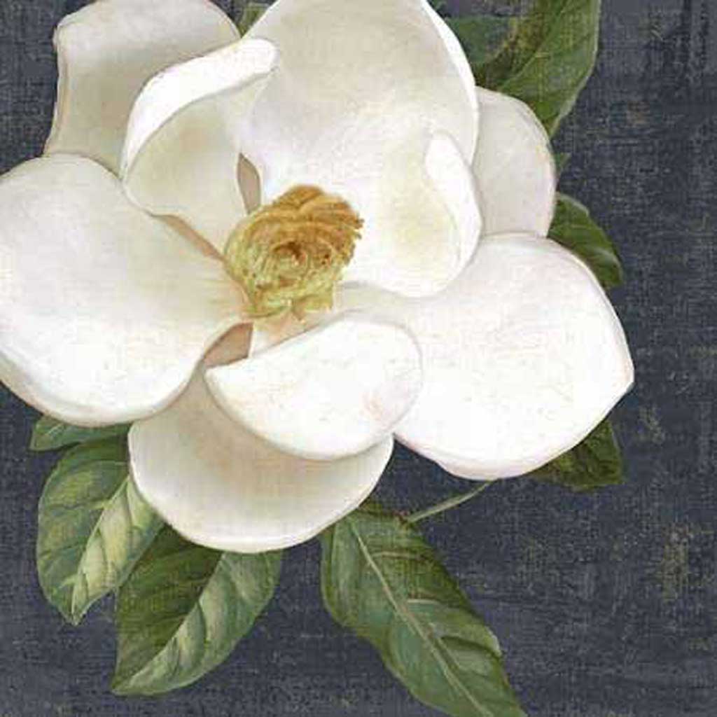 drawing a magnolia flower