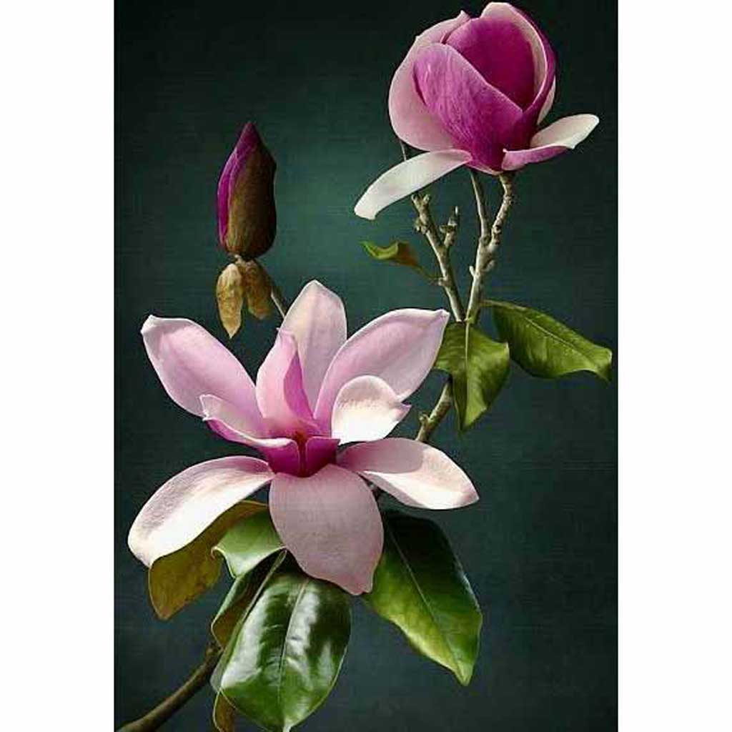 drawing of a magnolia