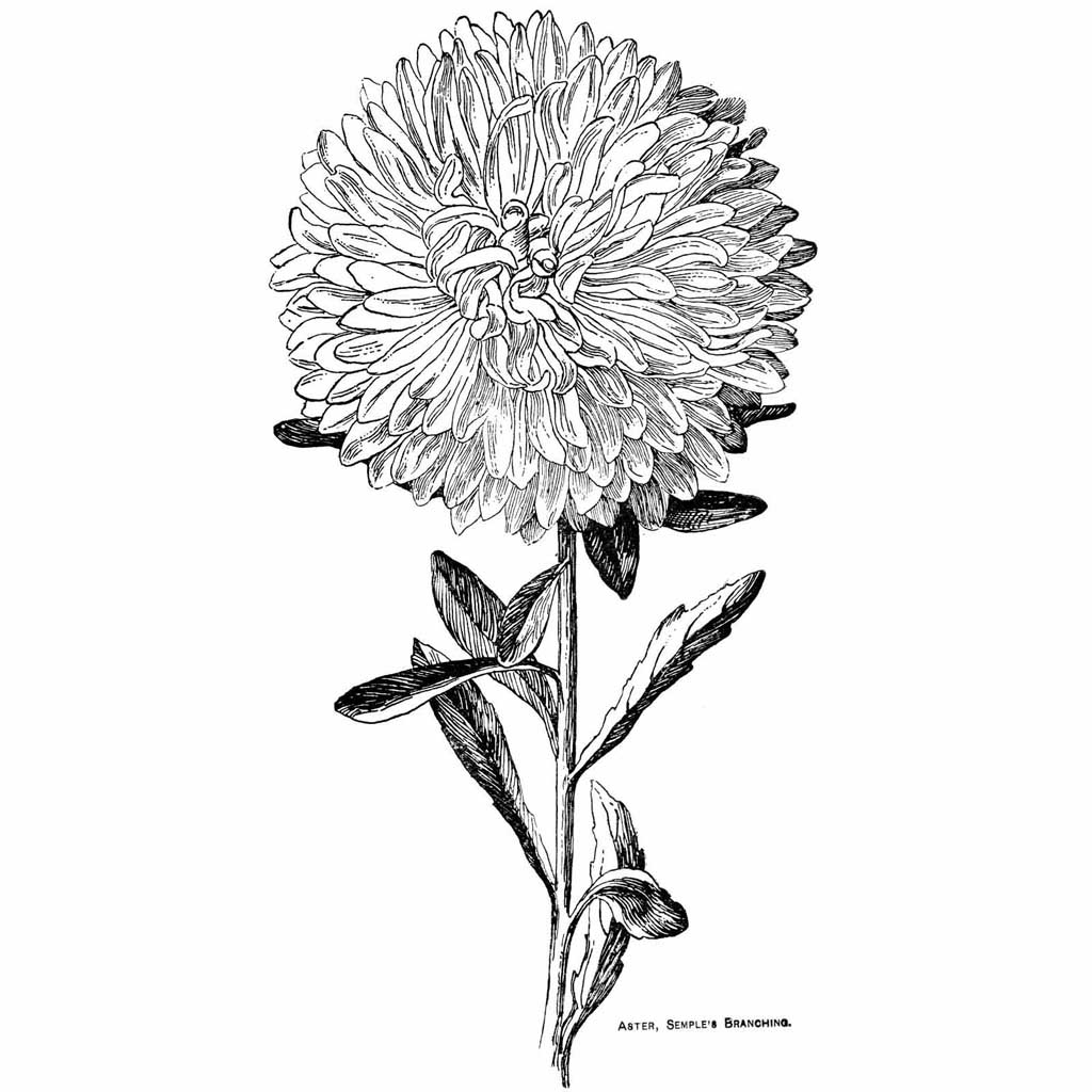 black and white lotus flower drawing

