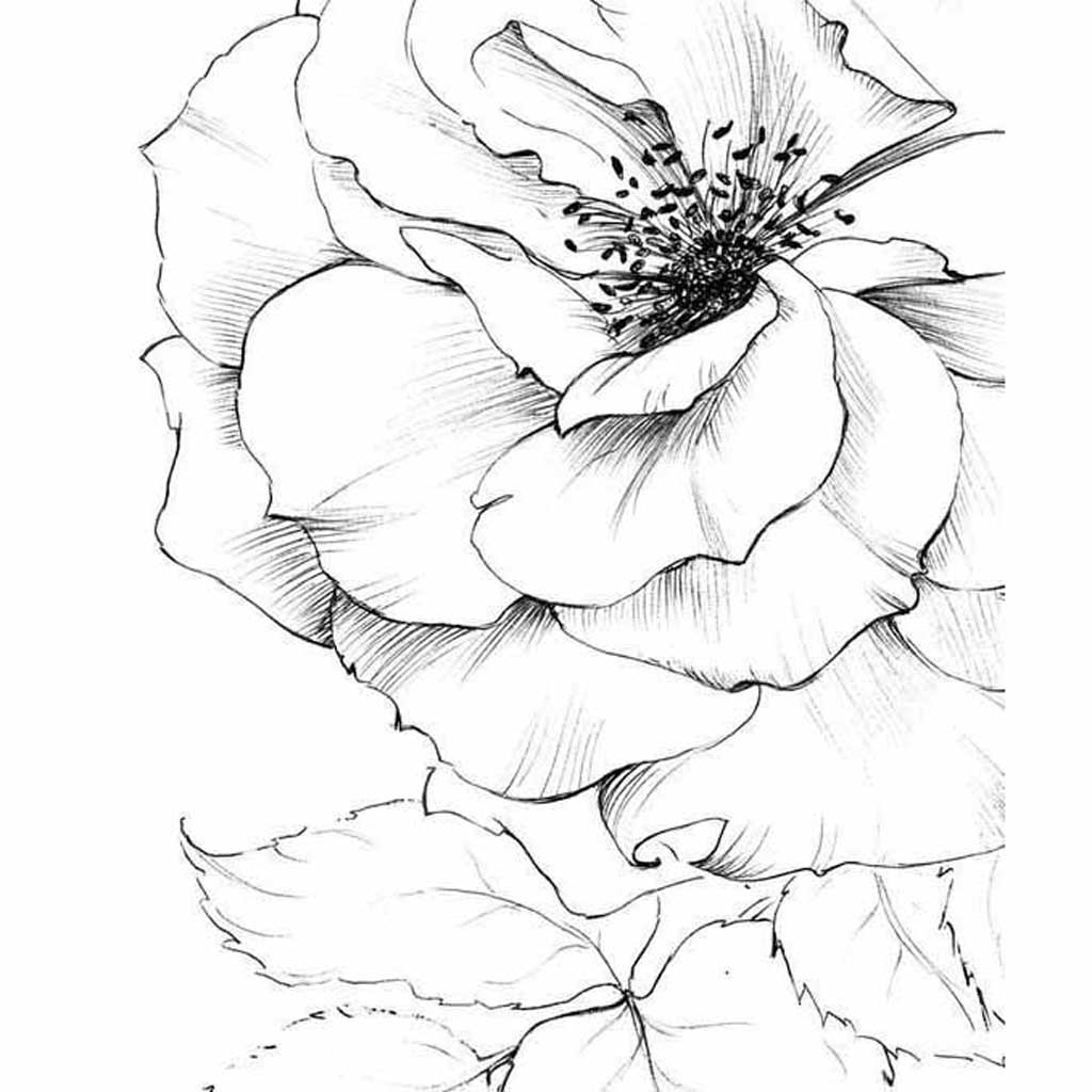 black and white drawing of a flower
