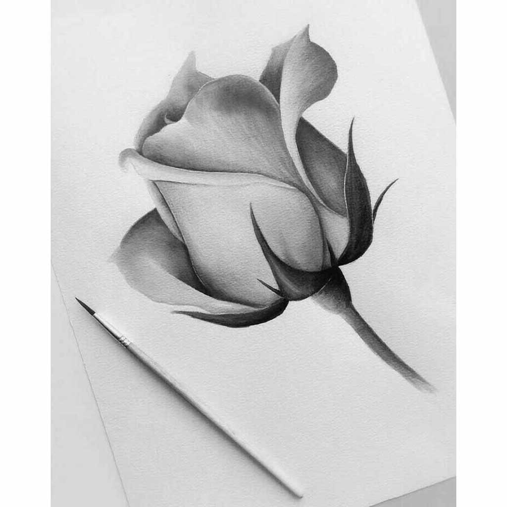 black and white hibiscus flower drawing
