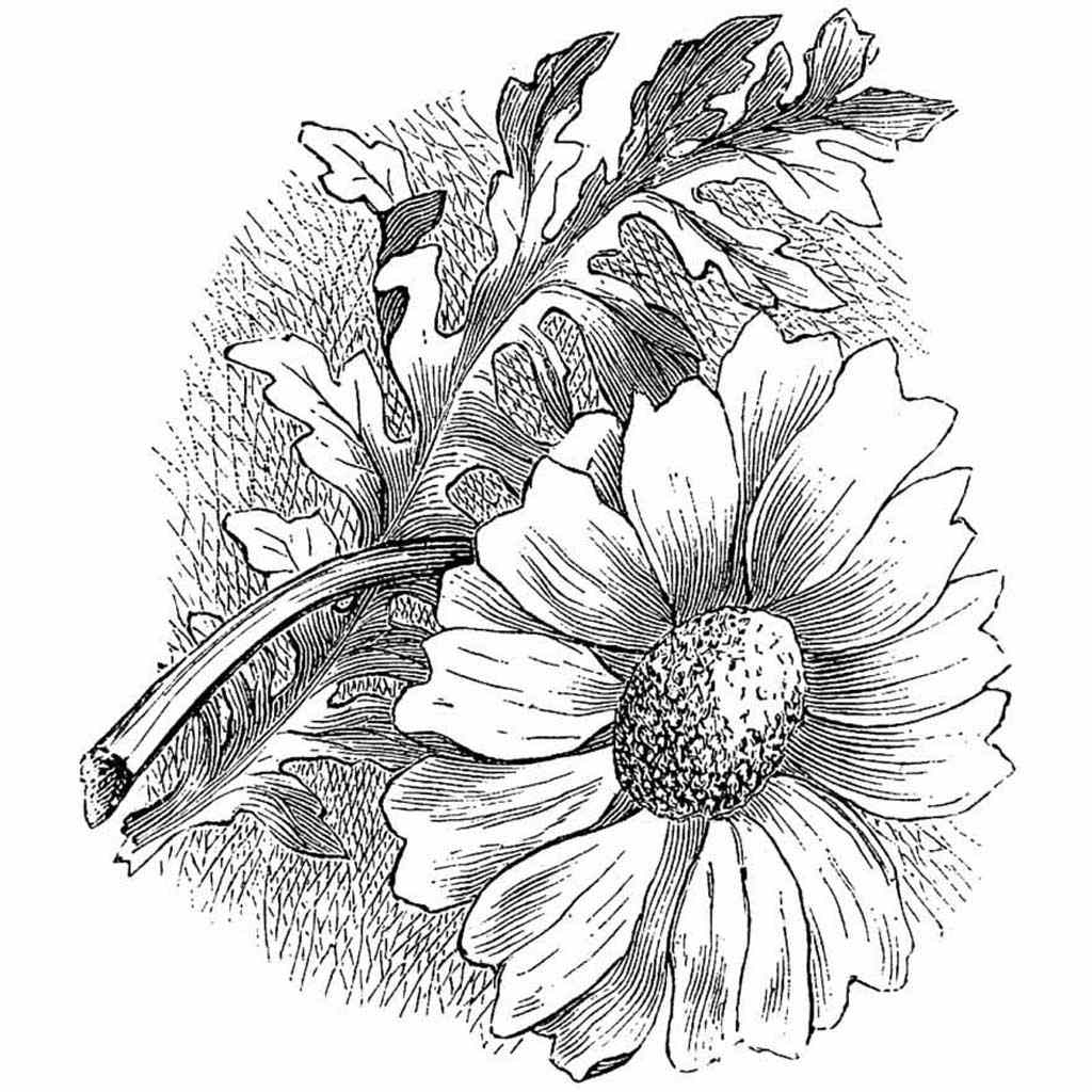 black and white flower drawings
