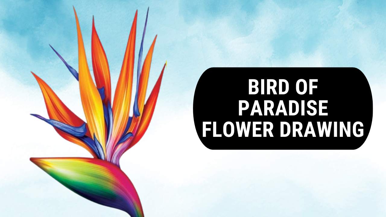 Bird of Paradise Flower Drawing