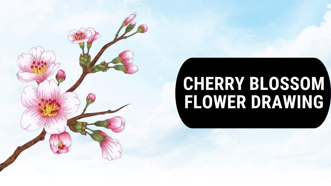 Cherry Blossom Flower Drawing