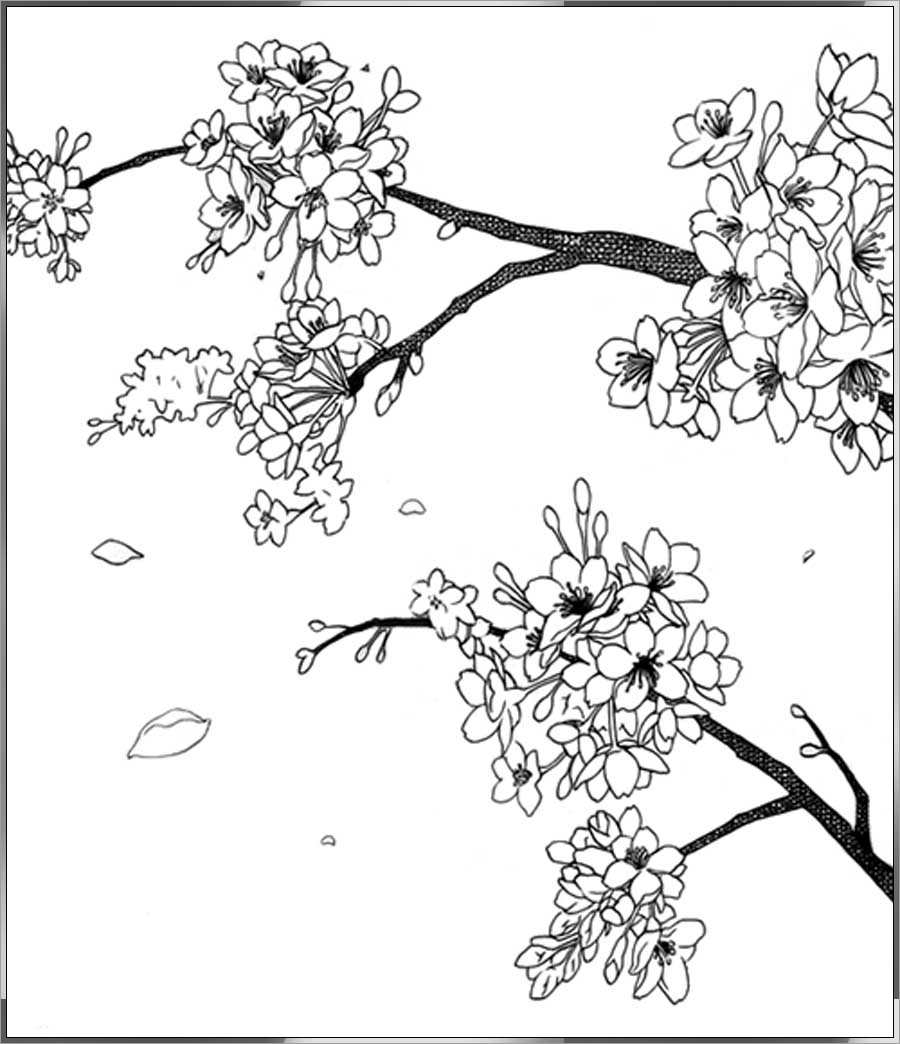 cherry blossom outline drawing