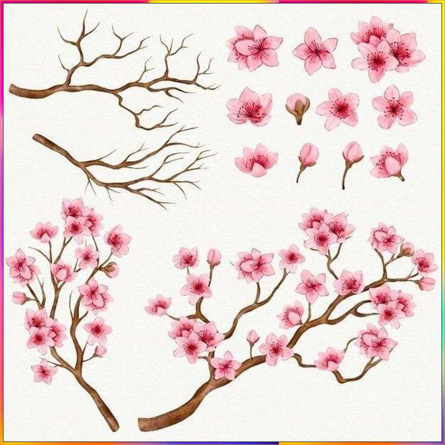 cherry blossom drawings