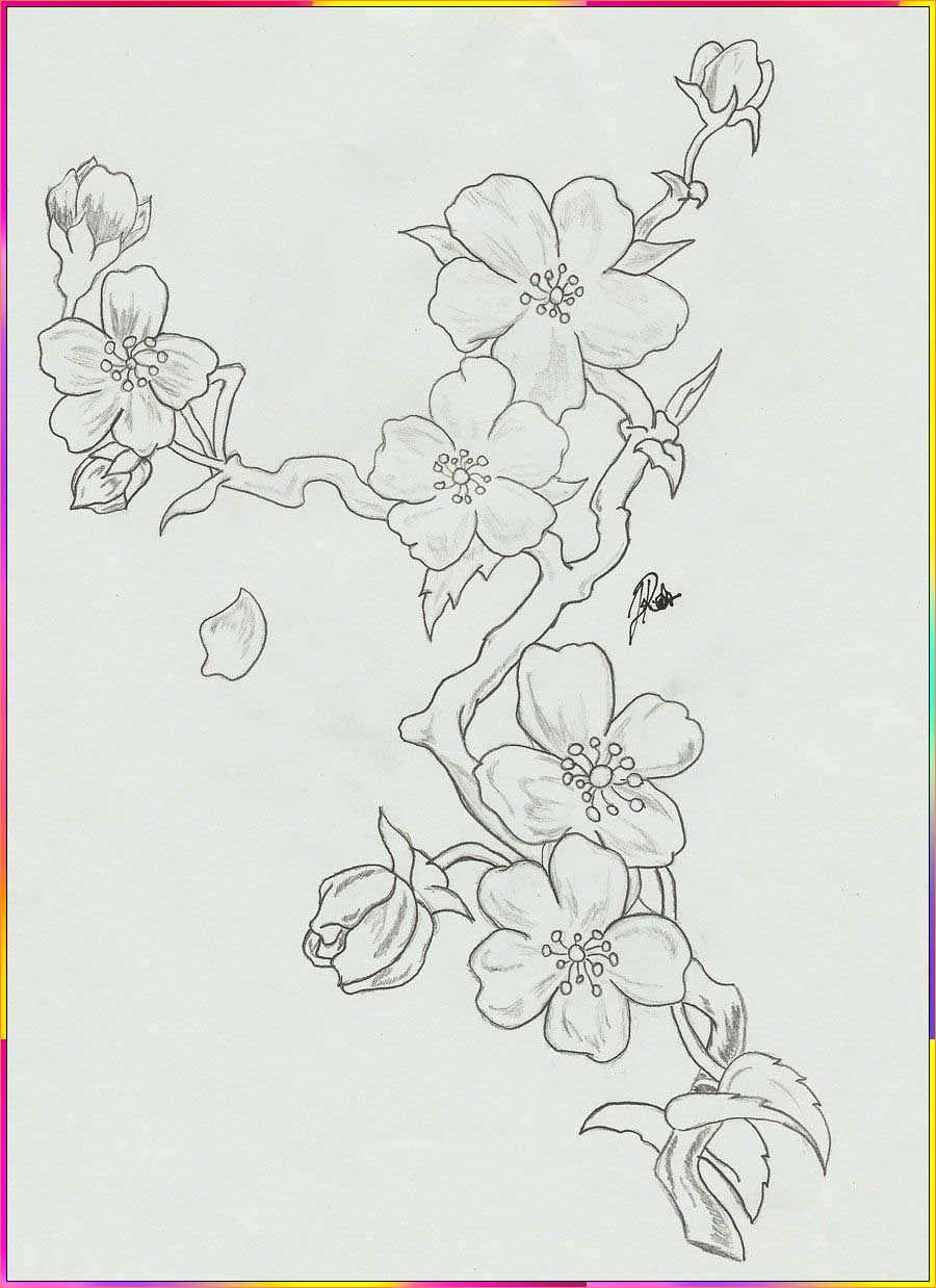 cherry blossom cartoon drawing