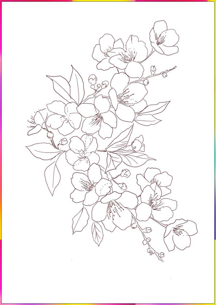 drawing cherry blossom flower