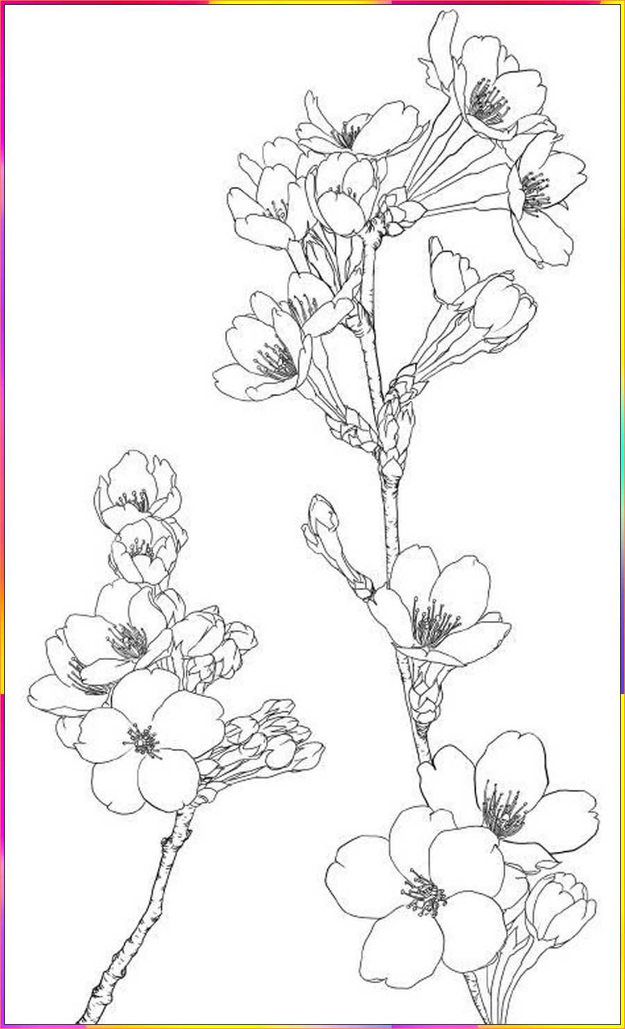 cherry blossom flowers drawing