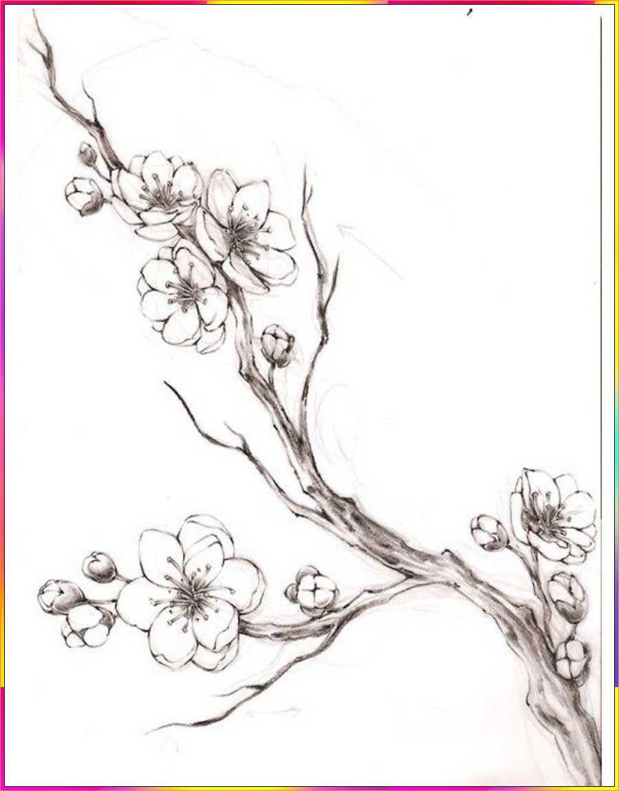 cherry blossom flowers drawing