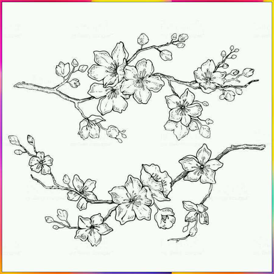 cherry blossom drawing simple